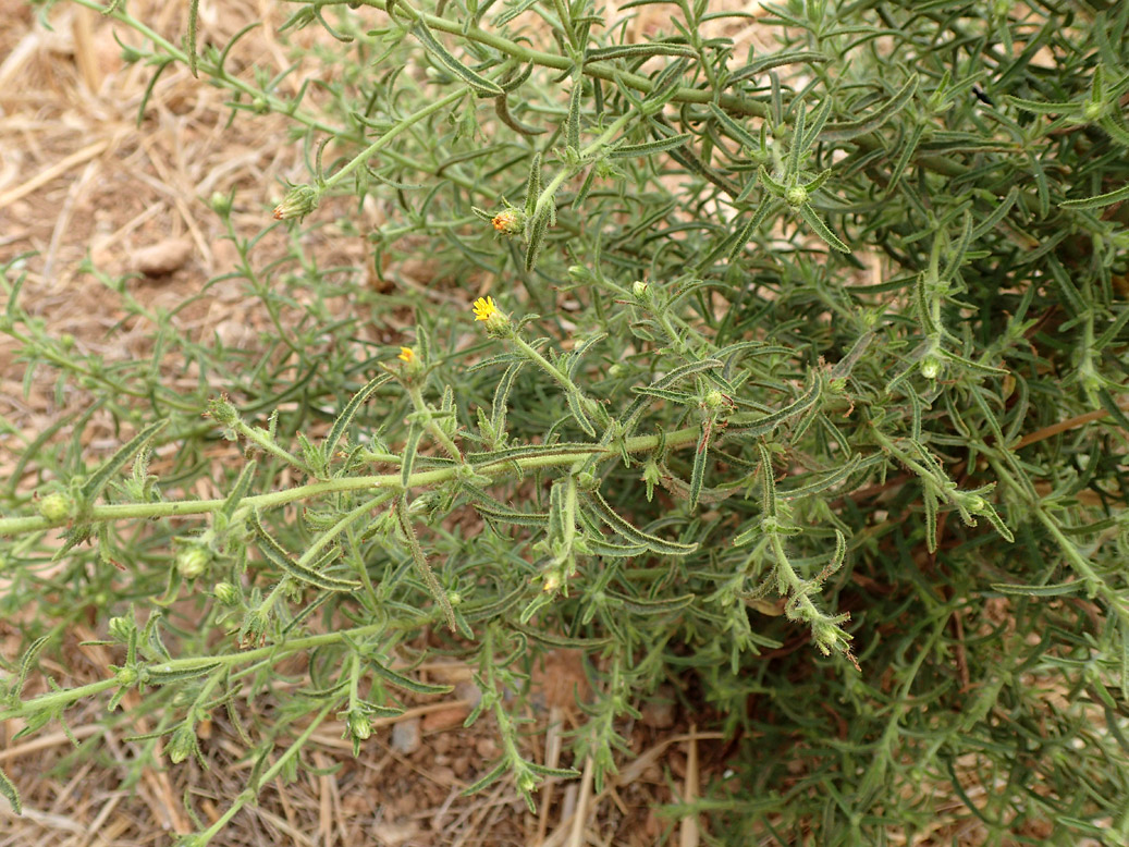 Image of Dittrichia graveolens specimen.