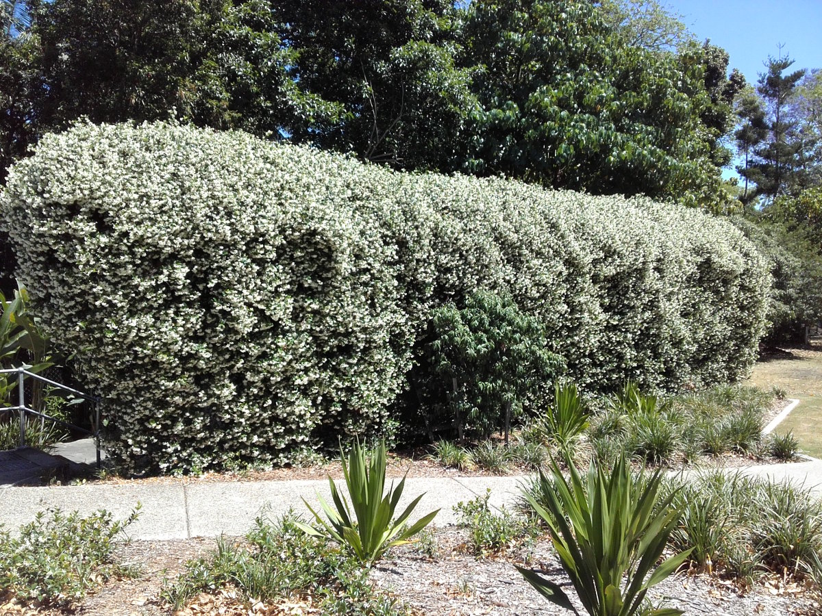 Image of Trachelospermum jasminoides specimen.