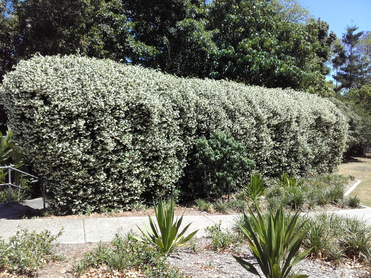 Изображение особи Trachelospermum jasminoides.