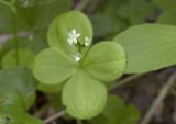 Galium kamtschaticum. Верхушка цветущего побега. Сахалинская обл., Охинский р-н, п-ов Шмидта, ельник зеленомошный. 19.07.2017.