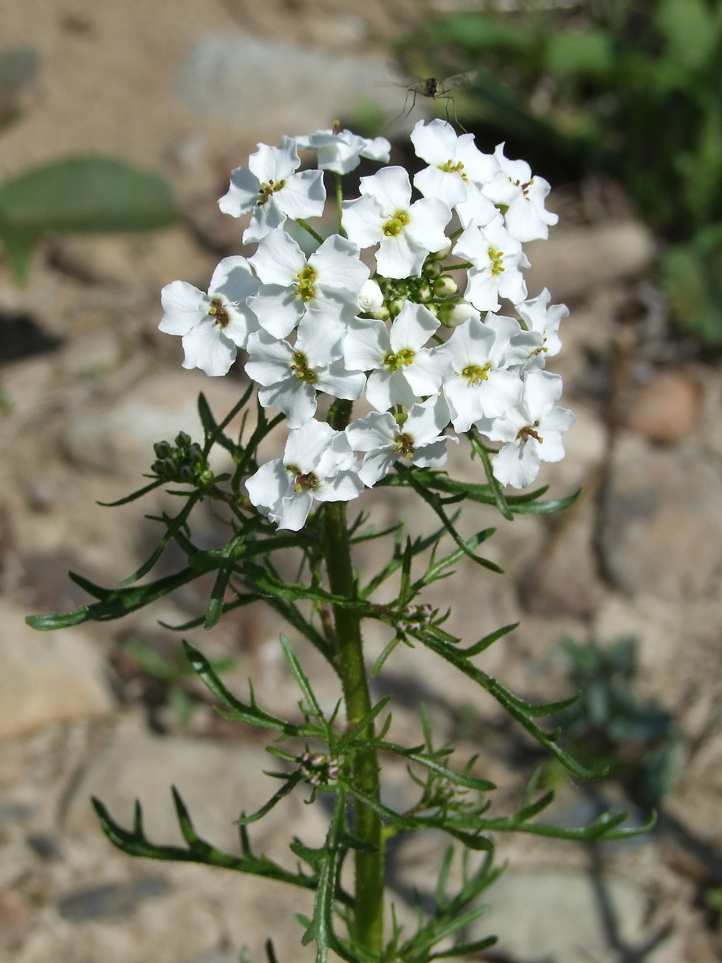 Изображение особи Dontostemon pinnatifidus.