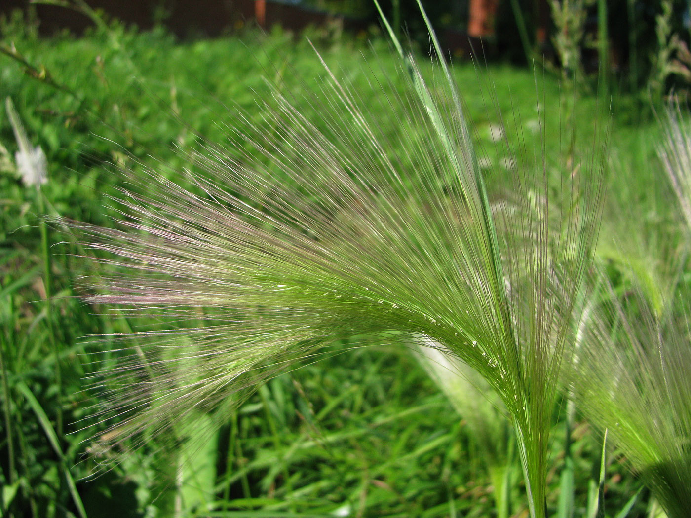 Image of Hordeum jubatum specimen.