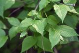 Rhodotypos scandens