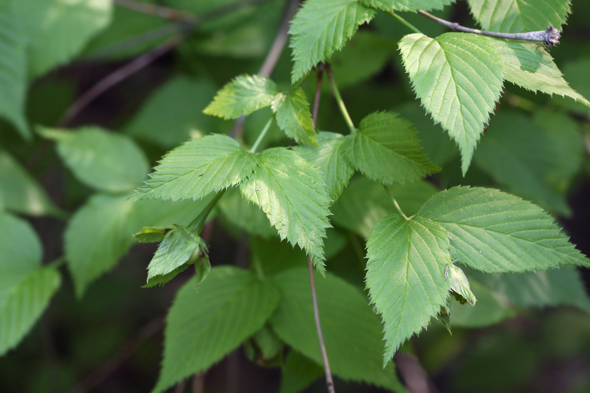 Image of Rhodotypos scandens specimen.