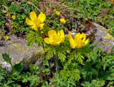 Pulsatilla aurea