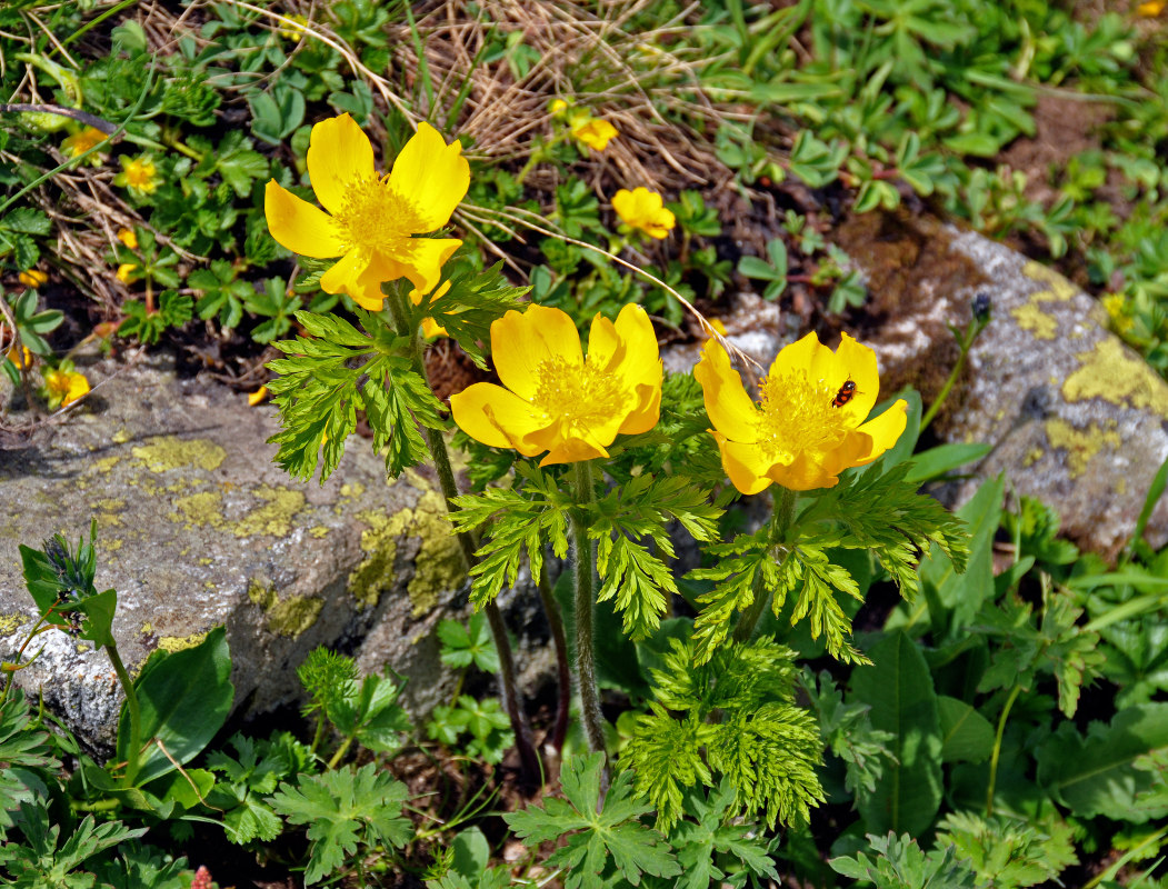 Image of Pulsatilla aurea specimen.