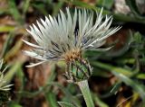 Centaurea cheiranthifolia. Соцветие (вид сбоку). Абхазия, Рицинский реликтовый национальный парк, гора Агура, урочище Каменная Поляна, ≈ 2300 м н.у.м., осыпающийся склон. 14.07.2017.