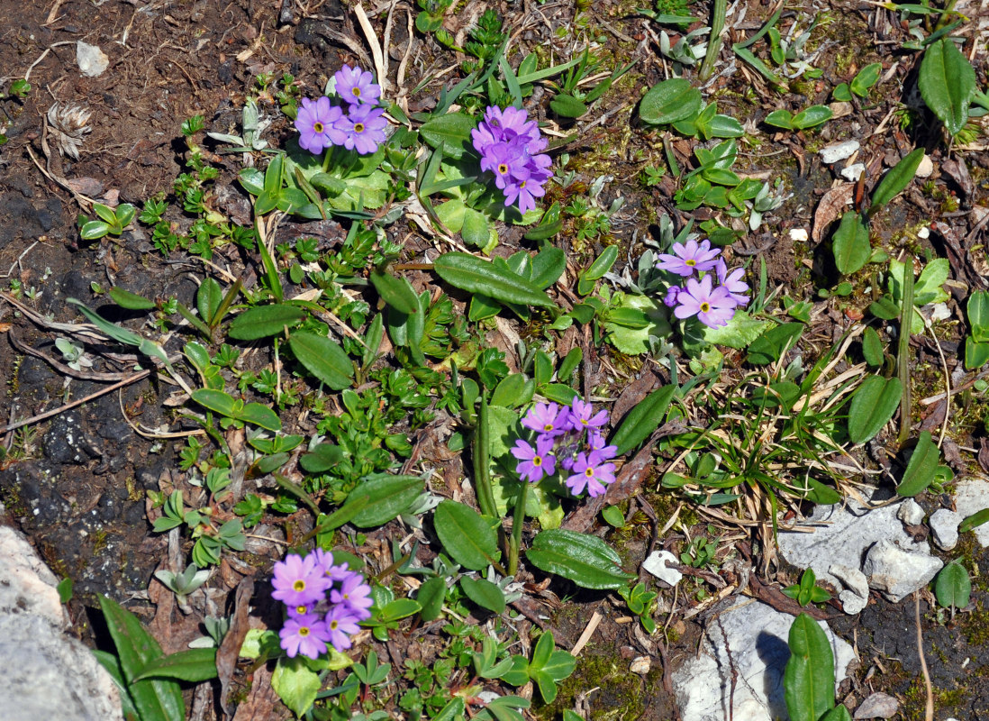 Image of Primula algida specimen.