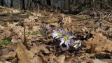 Anemone banketovii. Цветущие растения. Краснодарский край, м/о г. Новороссийск, гора Еременкова, 635 м н.у.м., скальнодубовый лес на вершине горы. 08.03.2018.