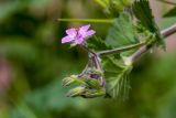 Erodium moschatum. Верхушка побега с соцветием. Израиль, г. Бат-Ям, обочина дороги. 23.02.2018.