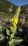 Verbascum thapsus. Верхушка расцветающего растения. Кабардино-Балкария, Эльбрусский р-н, поляна Чегет. 06.08.2009.