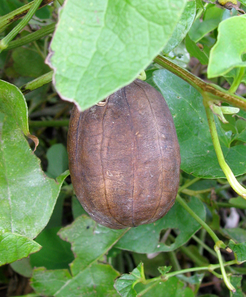 Изображение особи Aristolochia clematitis.