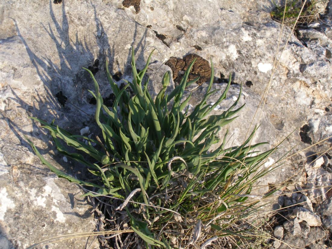 Image of Scorzonera crispa specimen.