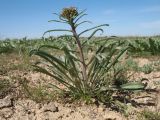 Erysimum czernjajevii