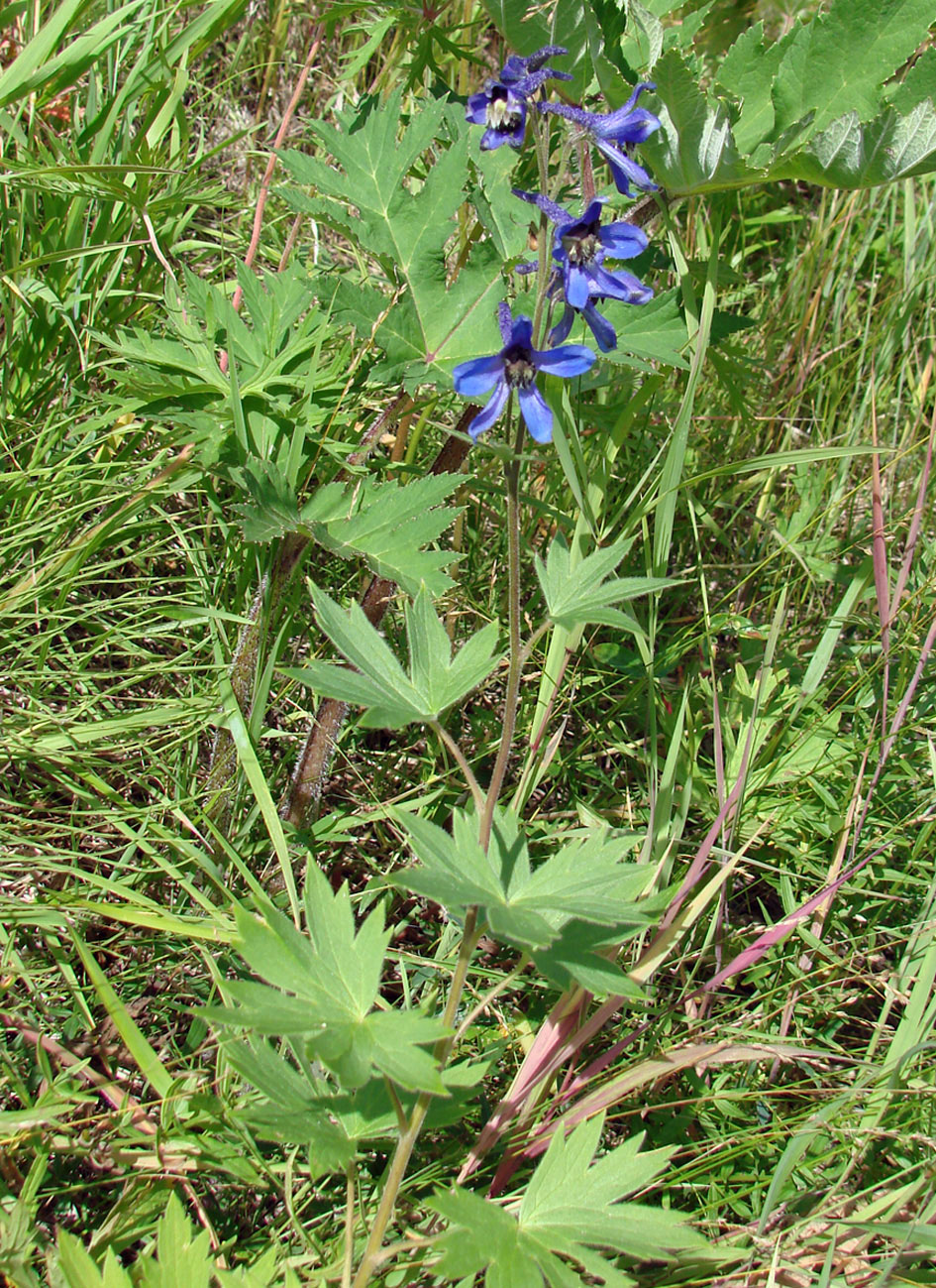 Image of Delphinium elatum specimen.