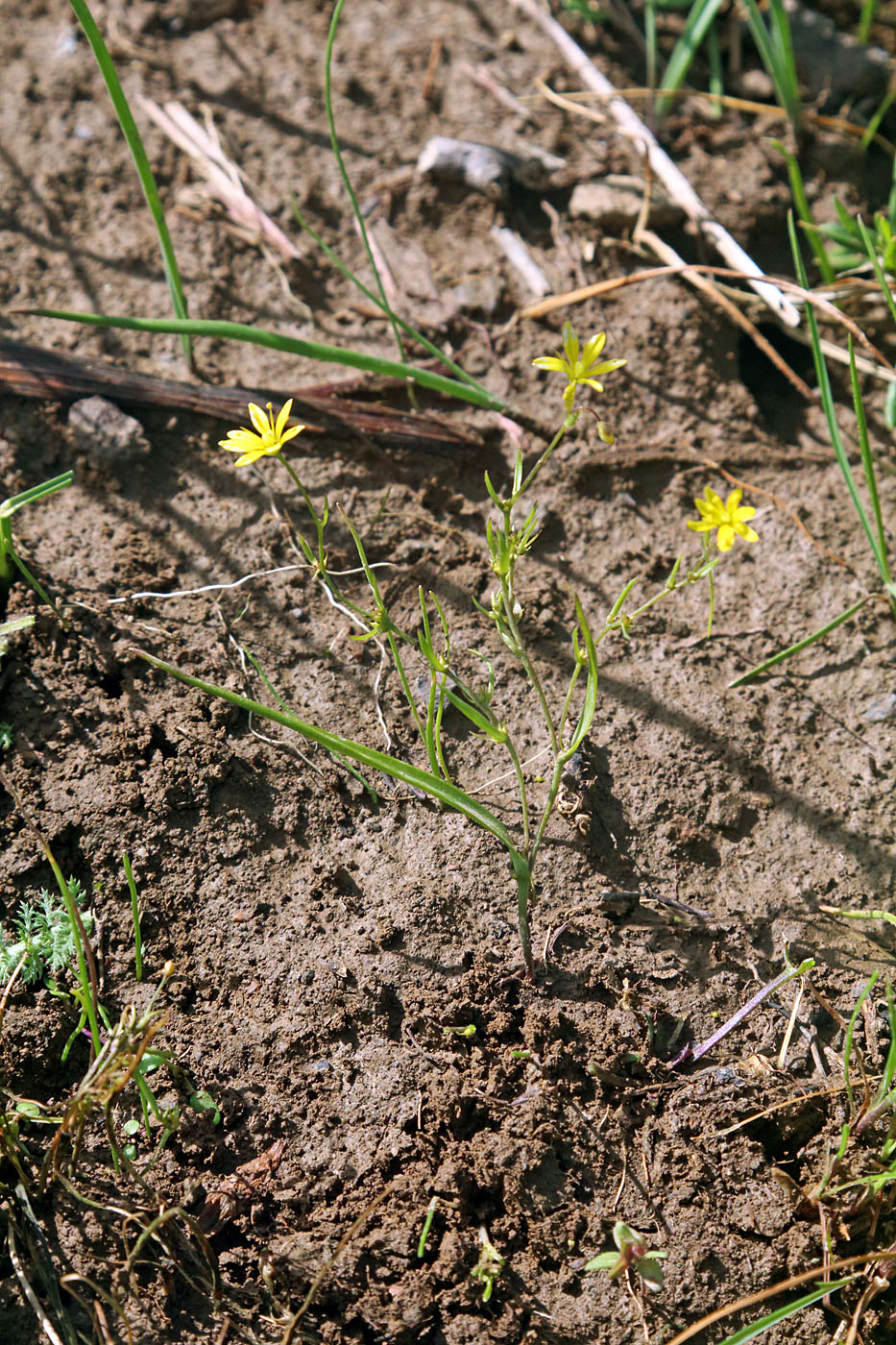 Image of Gagea gageoides specimen.