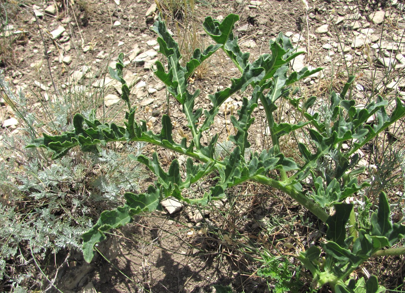 Image of Crambe gibberosa specimen.