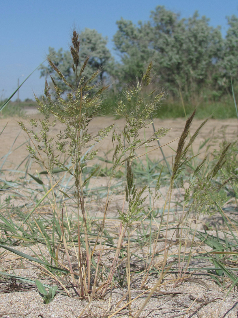 Изображение особи Apera maritima.