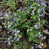 Polygala supina