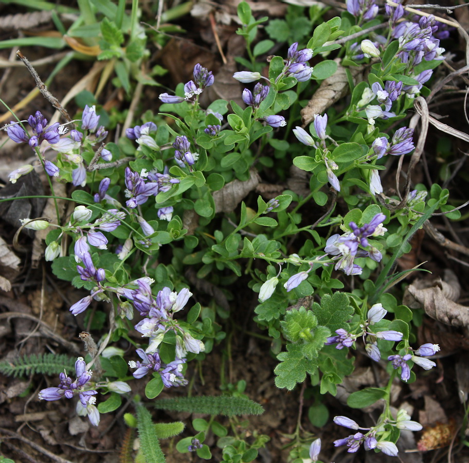 Изображение особи Polygala supina.