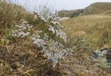 Goniolimon tauricum. Плодоносящее растение. Крым, Керченский п-ов, Приазовье, Генеральские пляжи, петрофитная степь на приморском склоне. 16.06.2018.