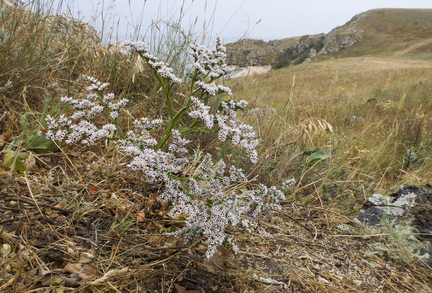 Image of Goniolimon tauricum specimen.