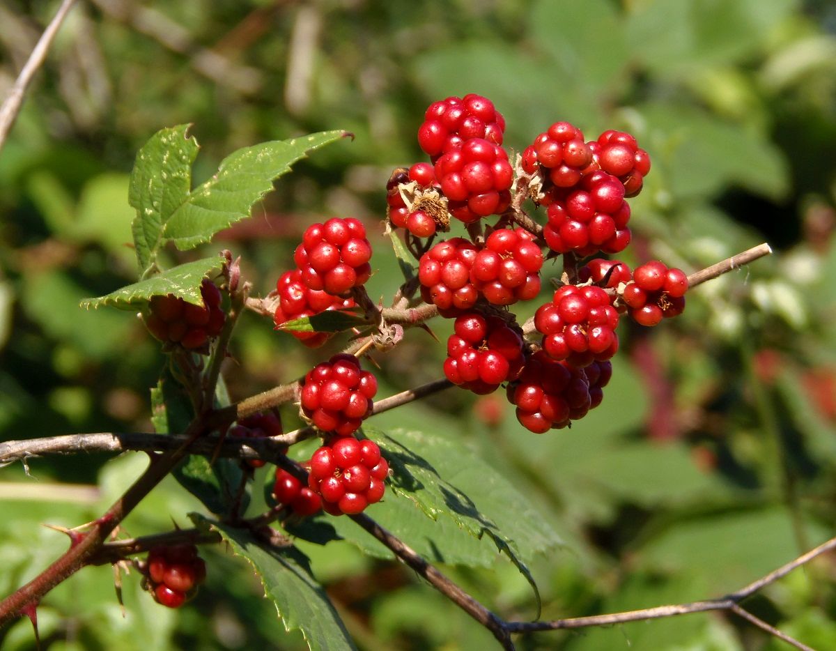 Изображение особи род Rubus.