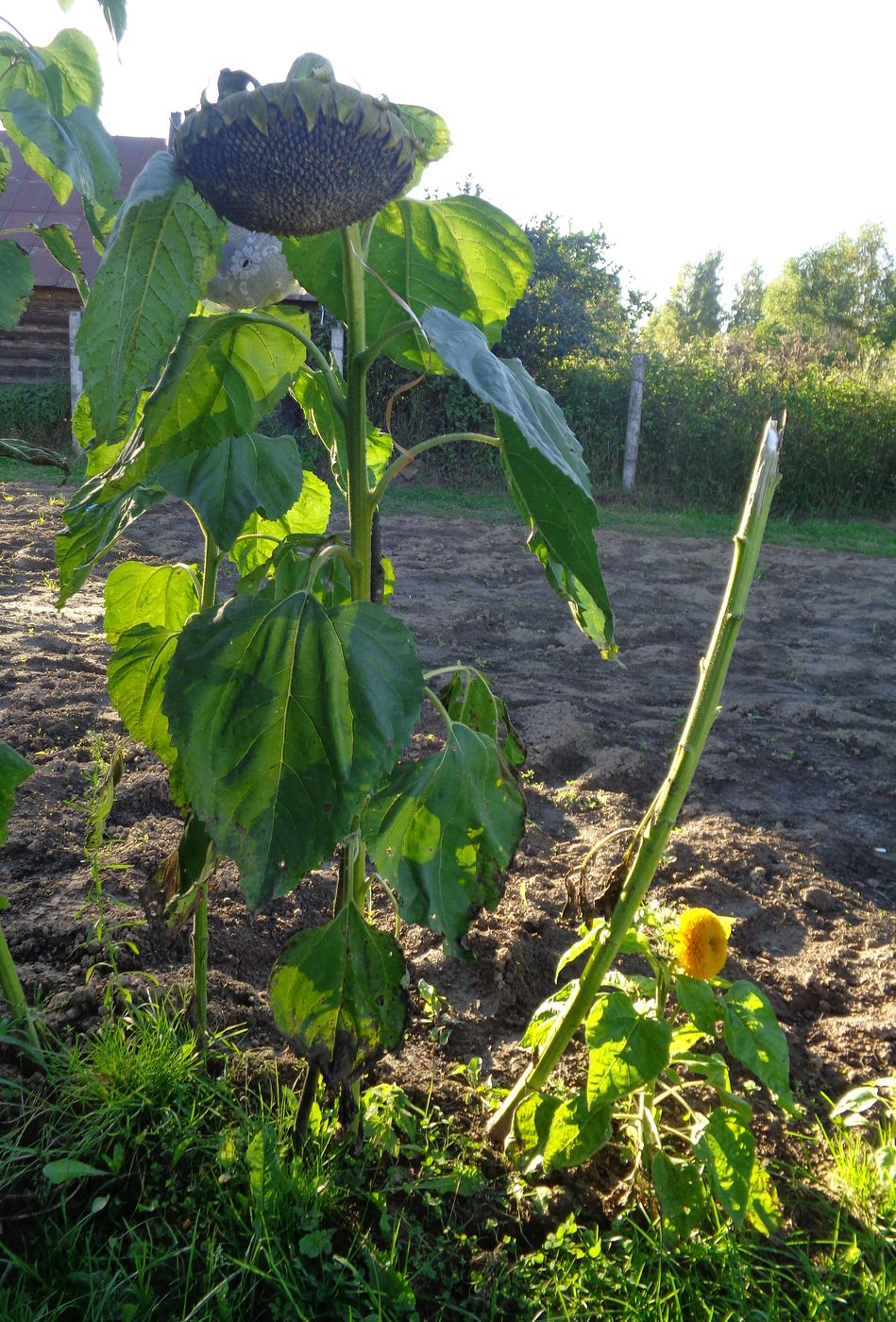 Image of Helianthus annuus specimen.
