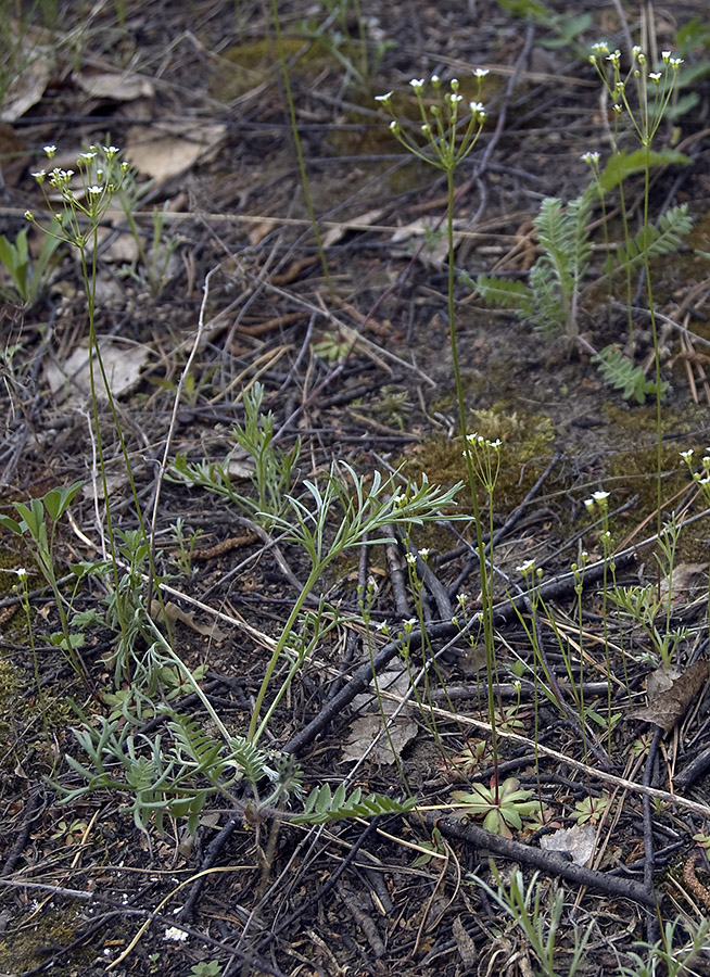 Image of Androsace septentrionalis specimen.