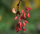 Berberis форма atropurpurea