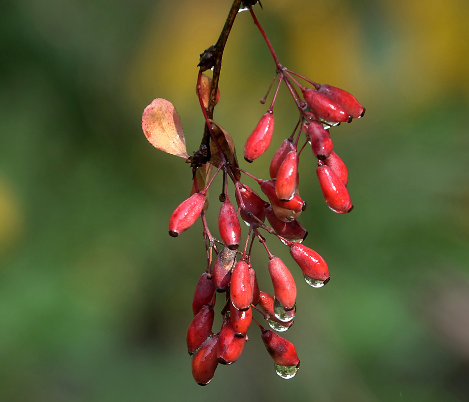 Изображение особи Berberis vulgaris f. atropurpurea.