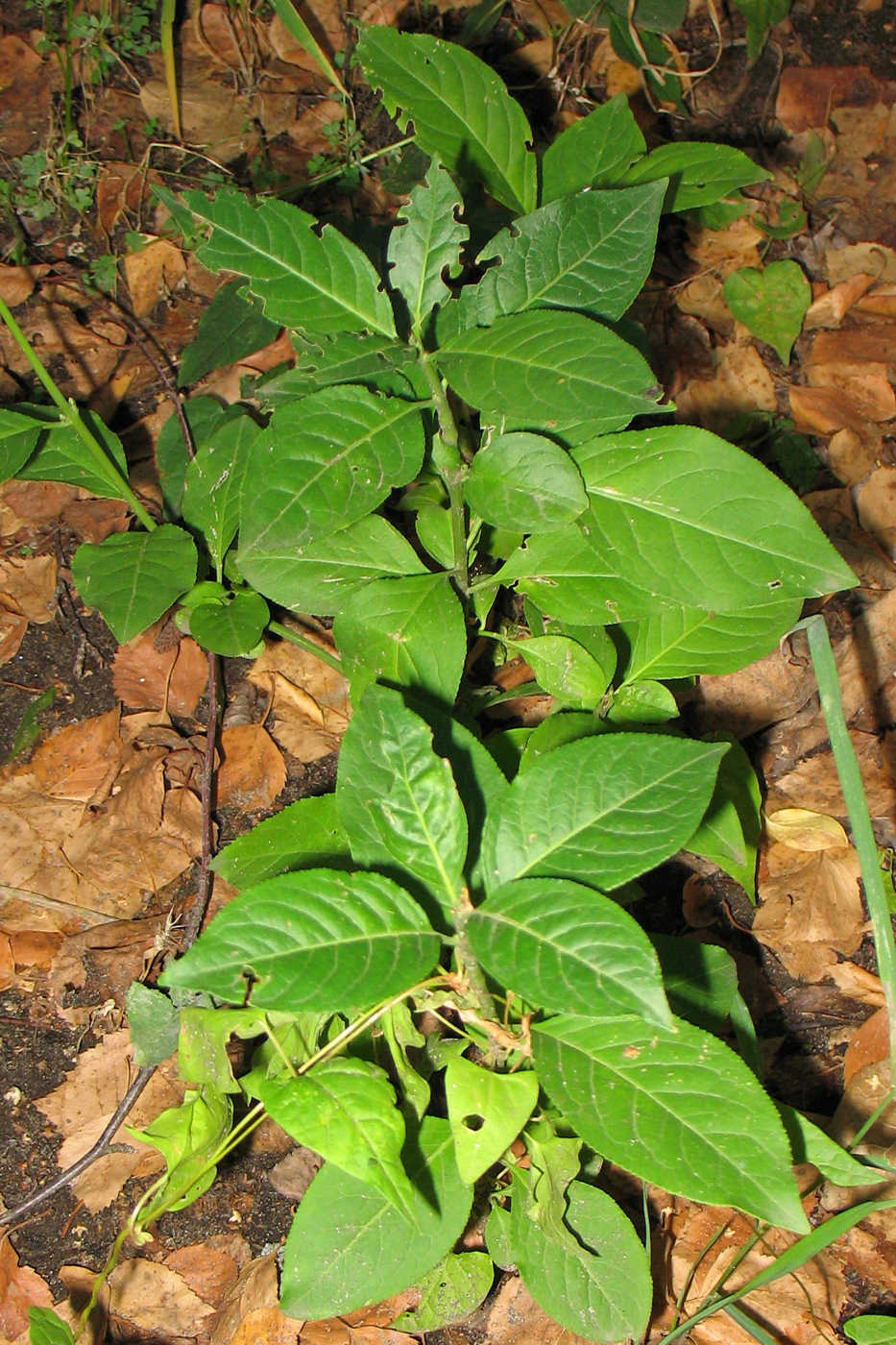 Изображение особи Euonymus europaeus.