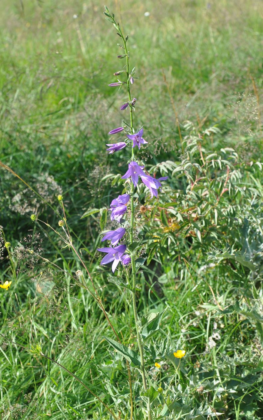 Image of Campanula bononiensis specimen.