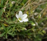 Minuartia helmii