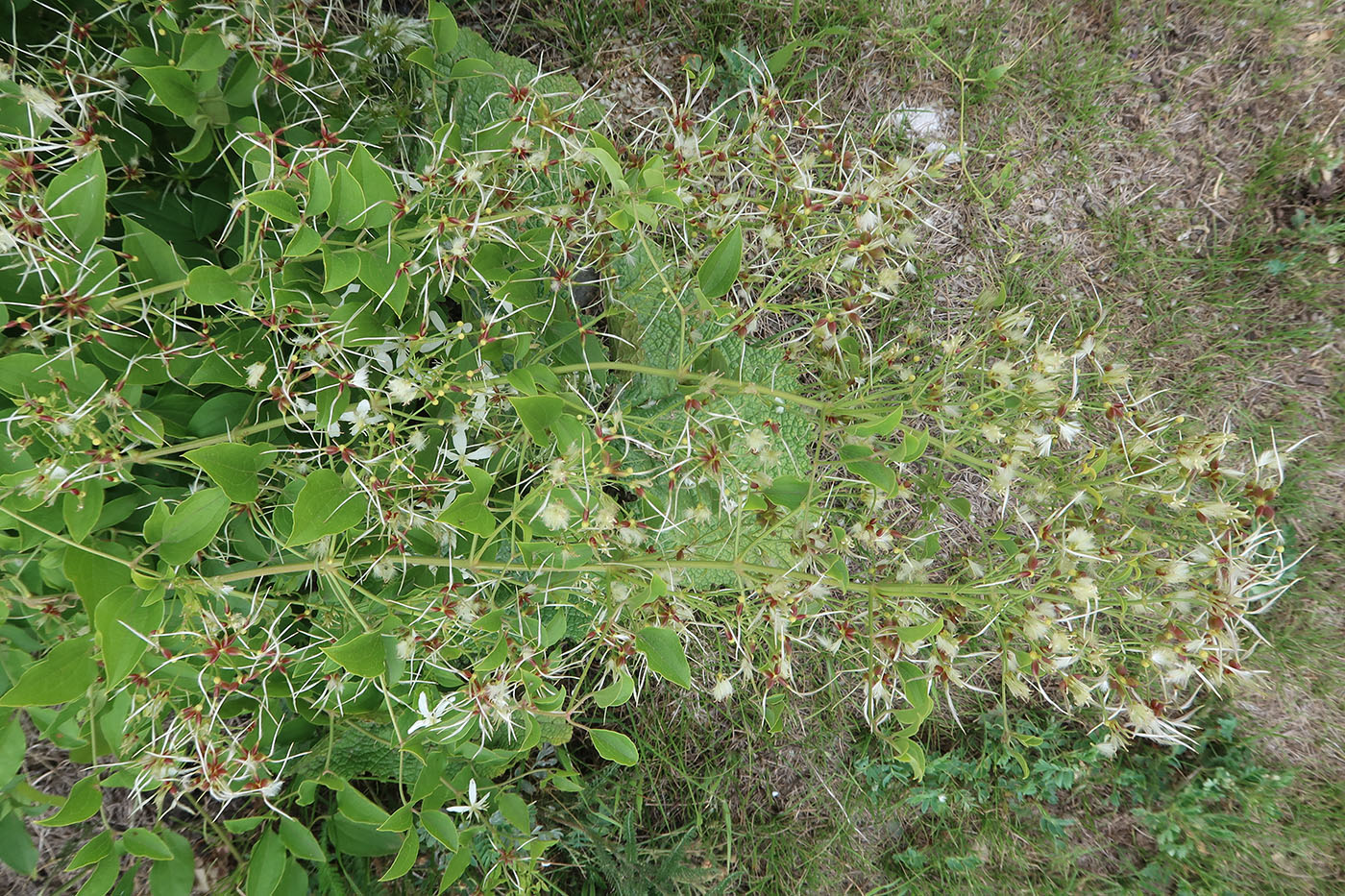 Изображение особи Clematis recta.