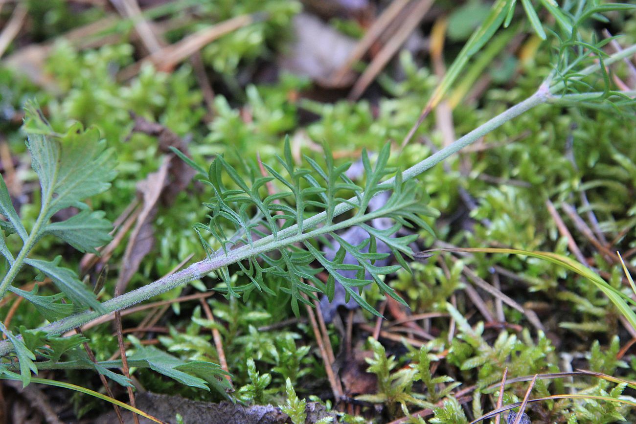 Image of genus Scabiosa specimen.