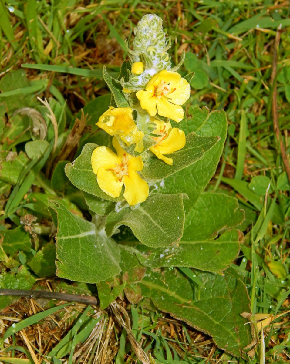 Изображение особи род Verbascum.