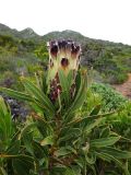 Protea lepidocarpodendron