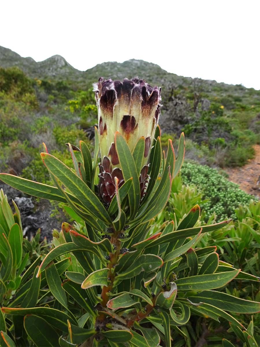 Image of Protea lepidocarpodendron specimen.