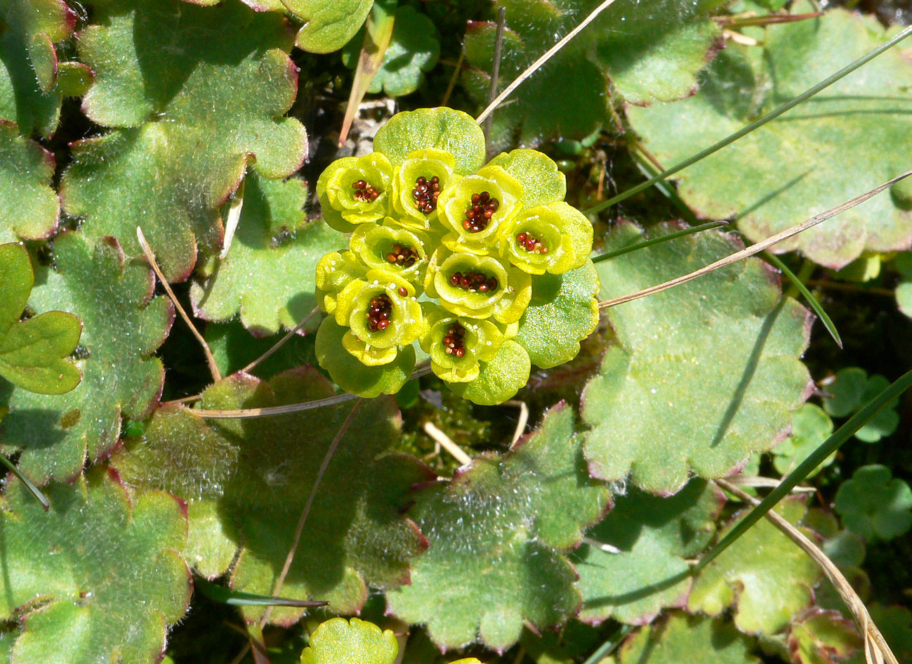 Image of Chrysosplenium sibiricum specimen.