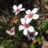 Adenandra villosa