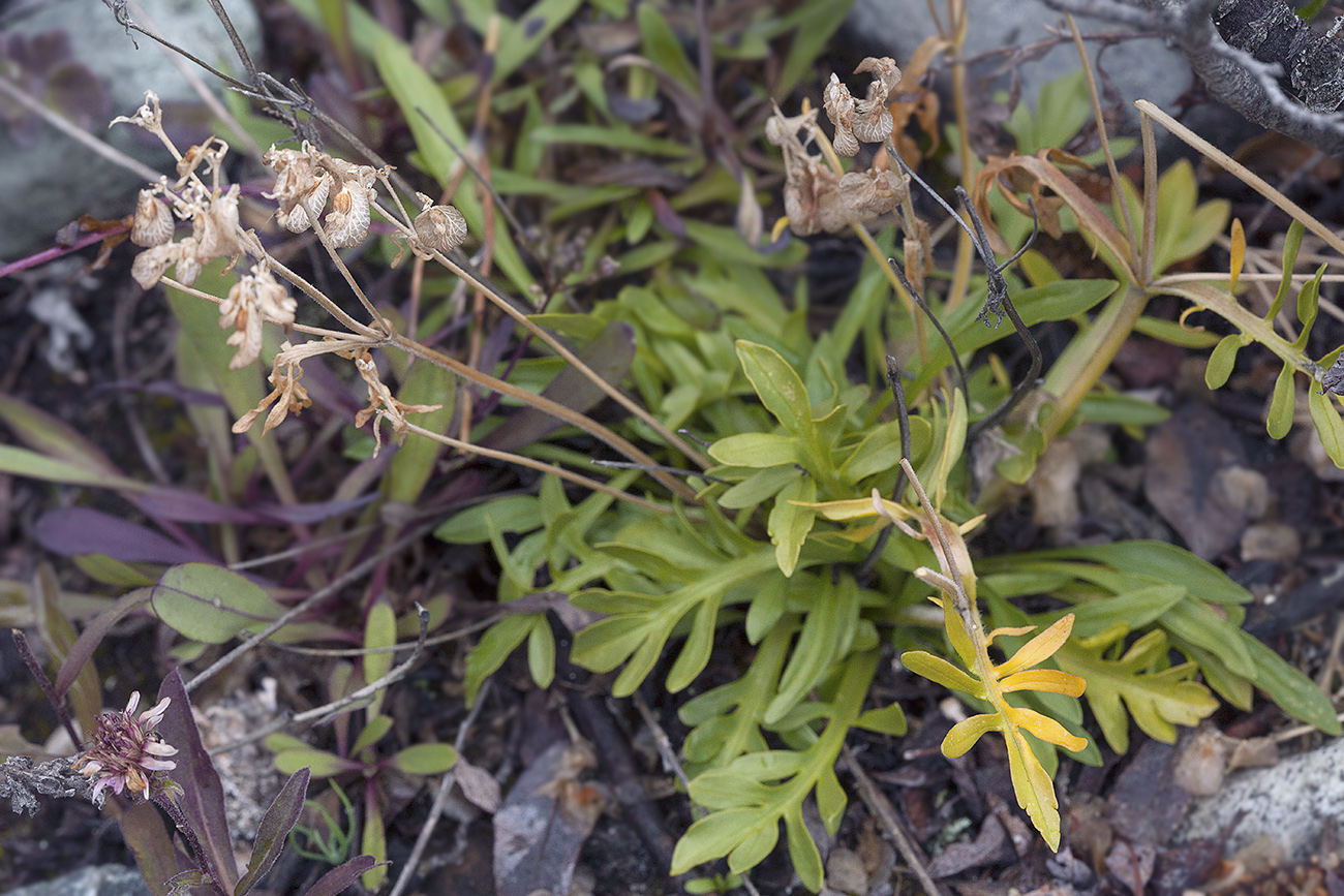 Image of Patrinia sibirica specimen.