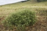 Artemisia gmelinii
