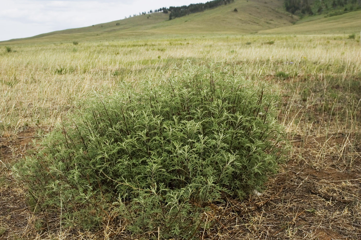 Image of Artemisia gmelinii specimen.