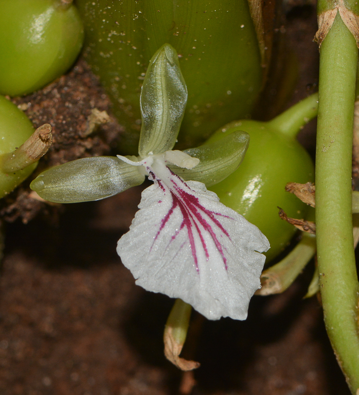 Image of Elettaria cardamomum specimen.