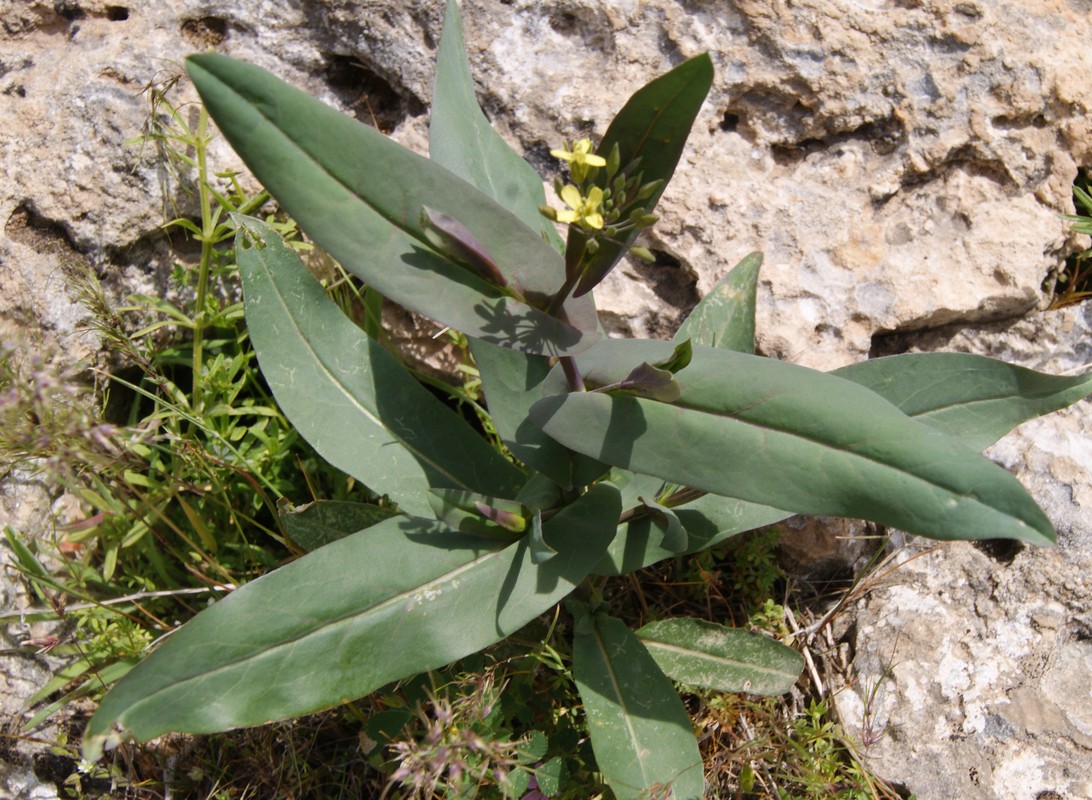 Image of genus Conringia specimen.