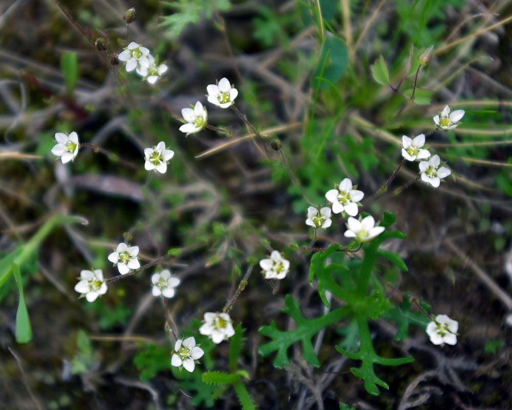 Image of Arenaria redowskii specimen.