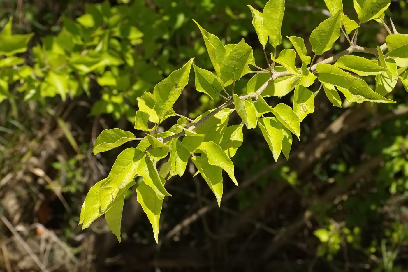 Изображение особи Maclura pomifera.