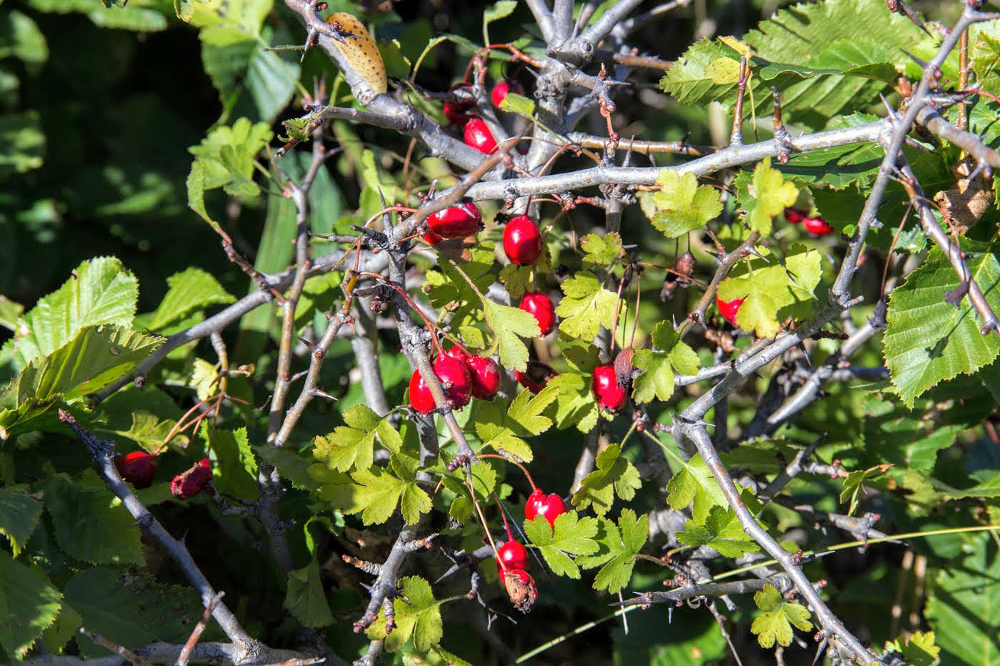 Image of Crataegus microphylla specimen.