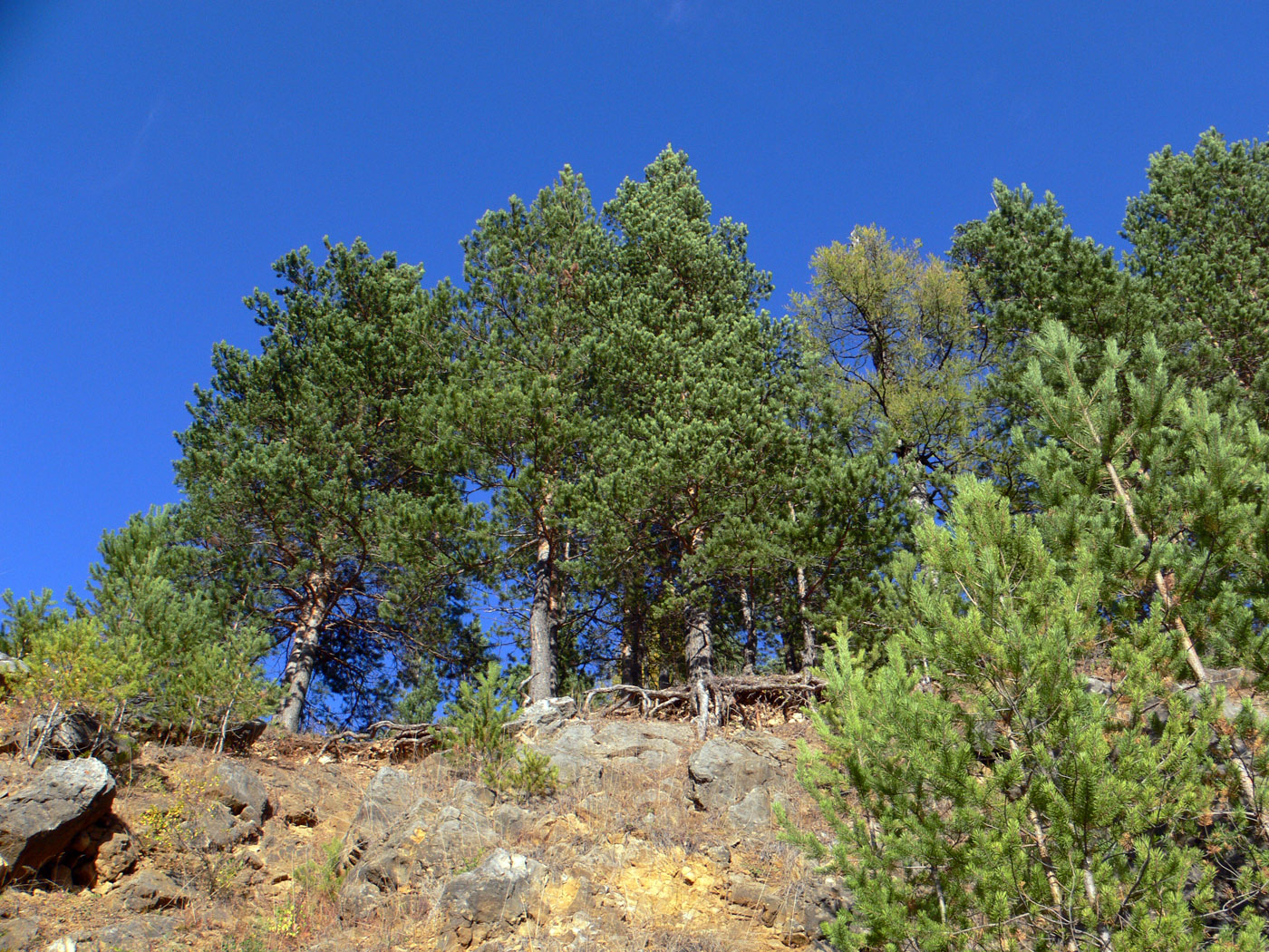 Изображение особи Pinus sylvestris.